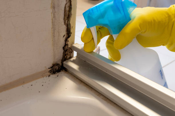 Best Post-Flood Mold Remediation in The Woodlands, TX