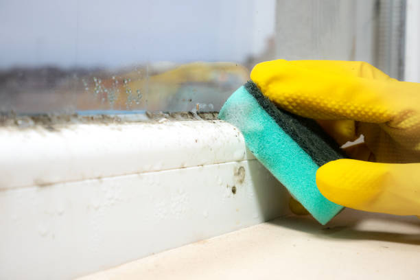 Best Preventive Mold Services in The Woodlands, TX