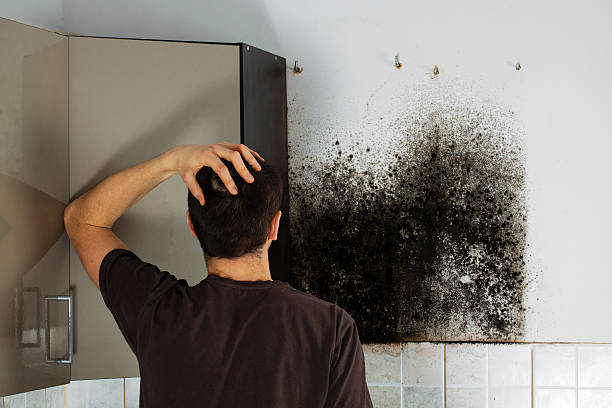 Best Black Mold Remediation in The Woodlands, TX