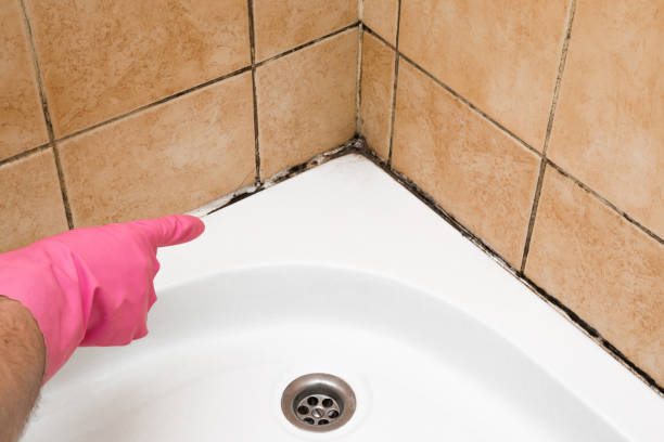 Best Mold Remediation for Schools in The Woodlands, TX