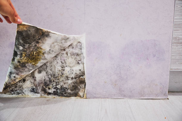 Trusted The Woodlands, TX Mold Remediation Experts